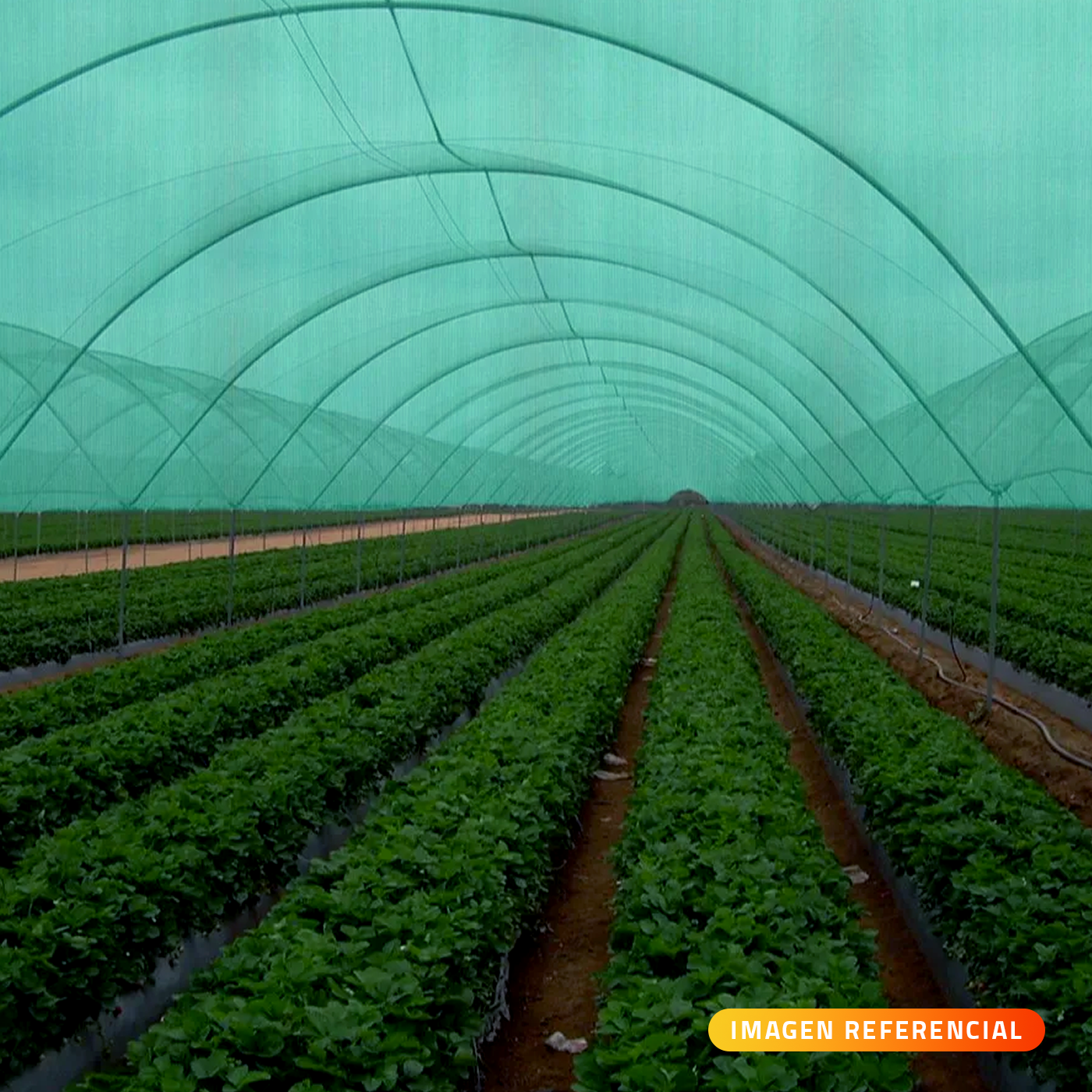 Malla Raschel | Sombra 65% | Rollo 4,2*100mts | color verde - Imagen 2